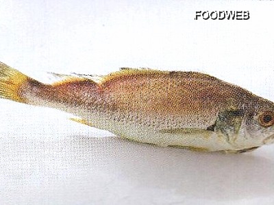 白口魚