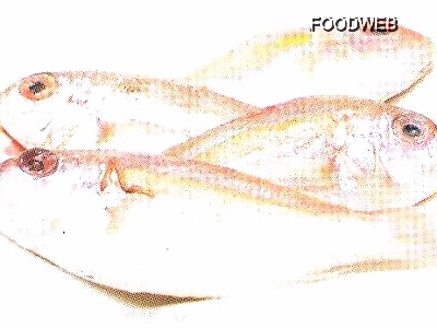金線魚