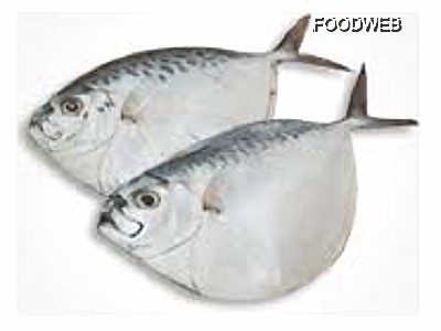 皮刀魚